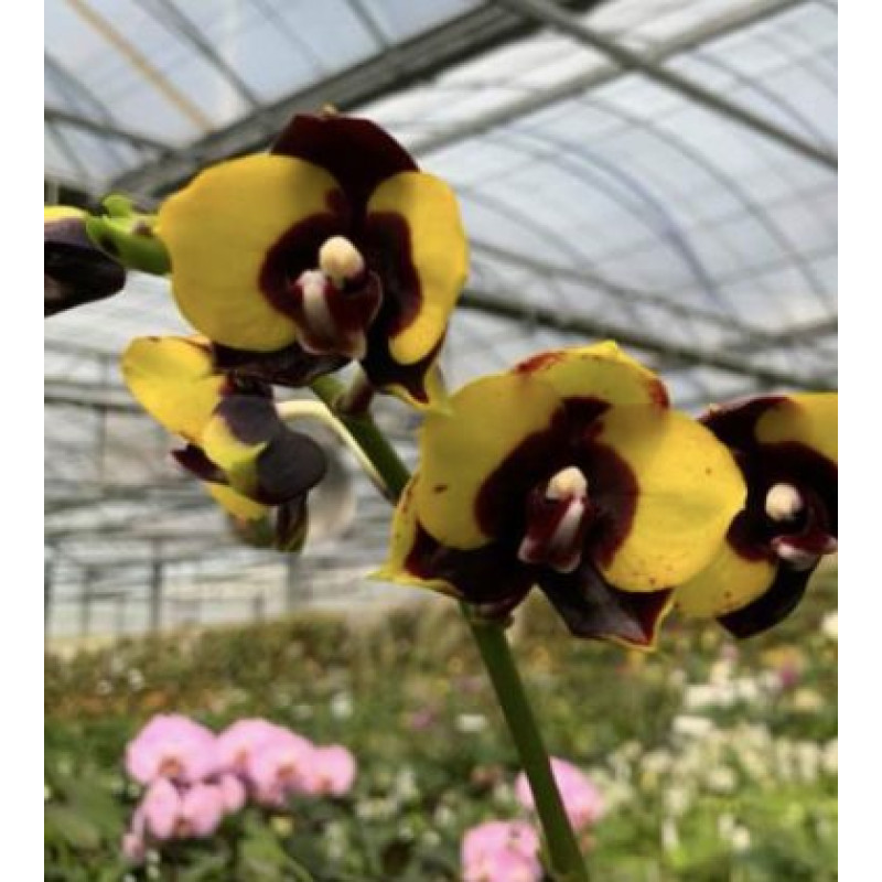 Орхiдея Phal. Haur Jin Princess x (Yaphon Sir x KS Happy Eagle) x